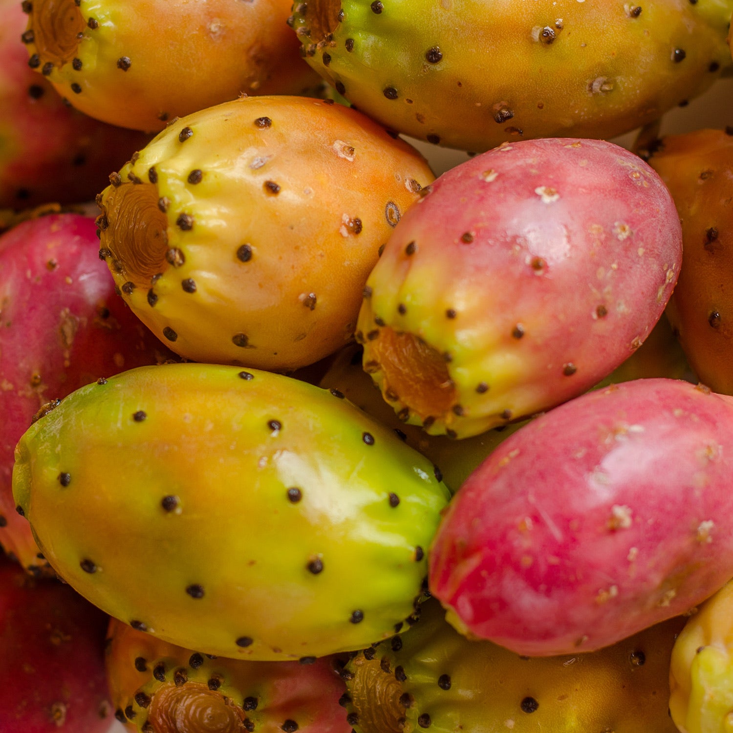 Prickly pear