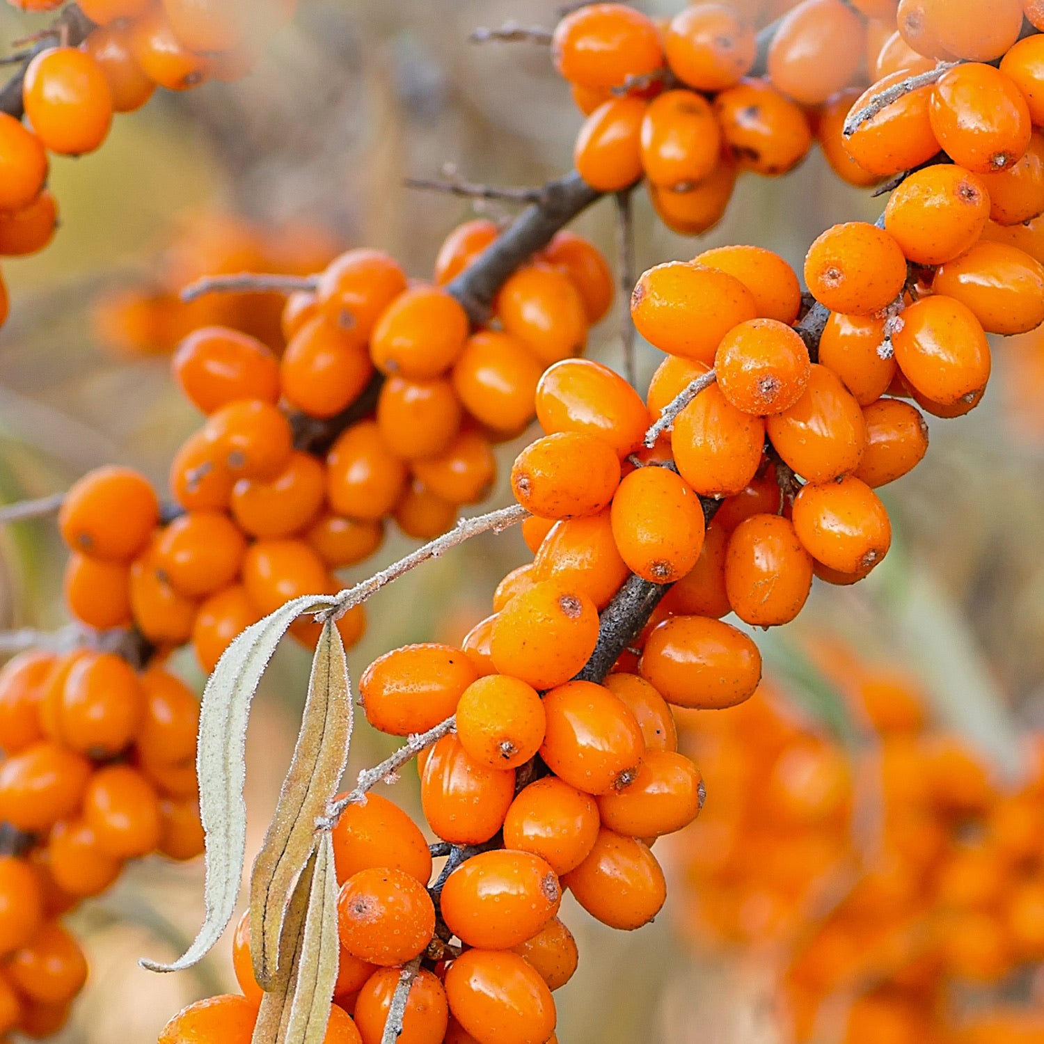 Sea buckthorn berries
