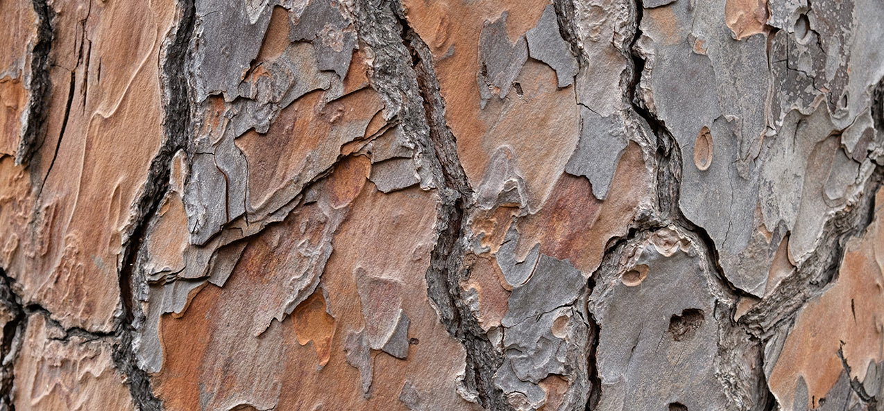 Maritime pine bark botanical