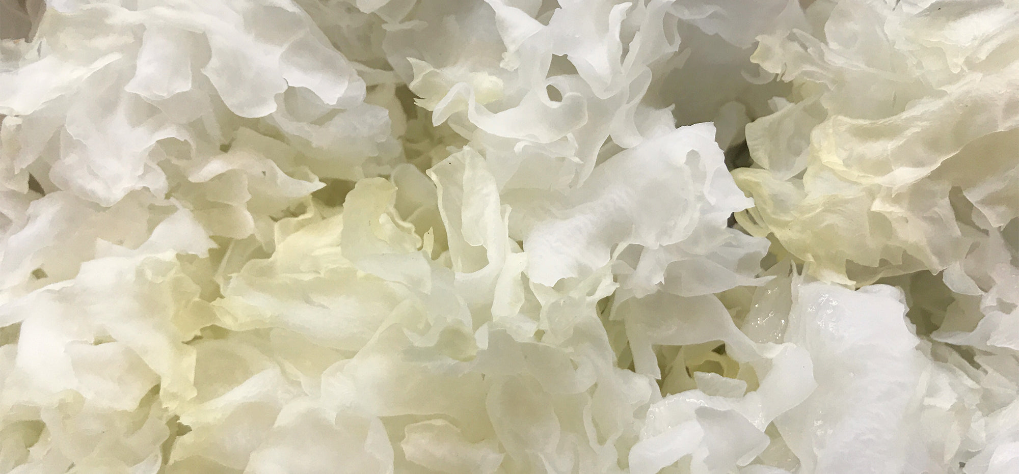 Snow mushroom / tremella