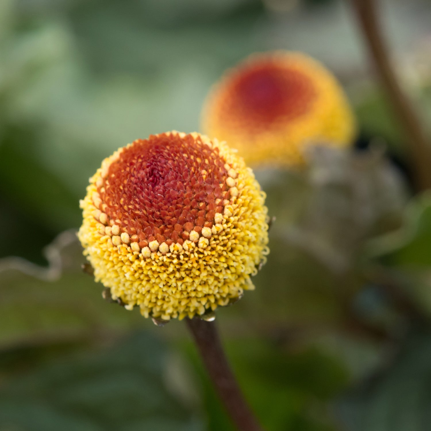 Paracress flower