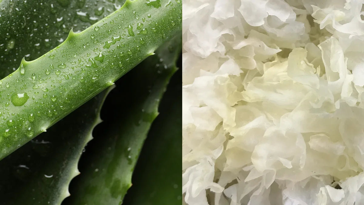 Dew-covered aloe leaves beside tremella mushroom