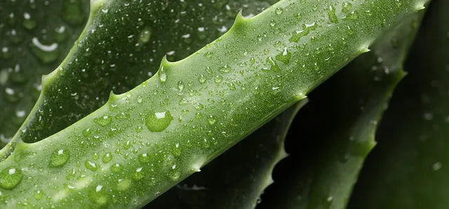Dew-covered aloe vera leaves