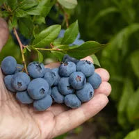 Hand holding freshly picked bilberries on the bush